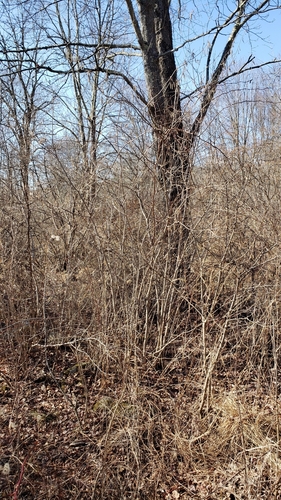 Corylus americana (American Hazelnut) (alternate view 4)