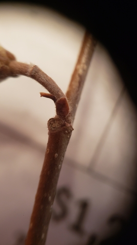 Corylus americana (American Hazelnut) (alternate view 5)