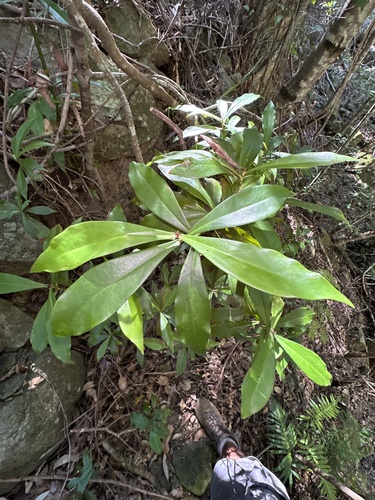 Tasmannia insipida (Brush Pepperbush) (alternate view 5)