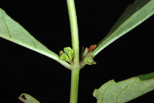 Lycopus uniflorus (northern bugleweed) (alternate view 10)