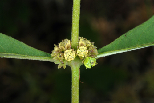 Lycopus uniflorus (northern bugleweed) (alternate view 8)