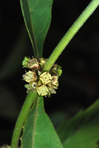 Lycopus uniflorus (northern bugleweed) (alternate view 9)