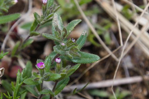 Microsteris gracilis (slender phlox)