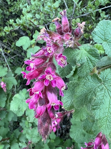 Ribes malvaceum (Chaparral Currant) (alternate view 6)