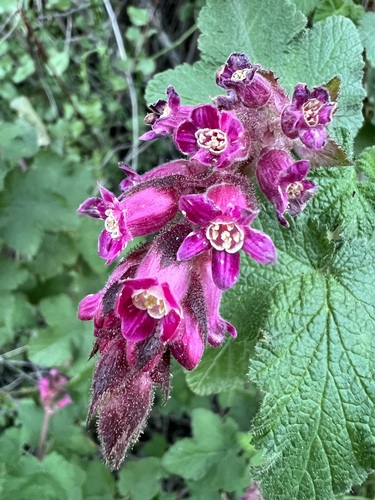 Ribes malvaceum (Chaparral Currant) (alternate view 7)