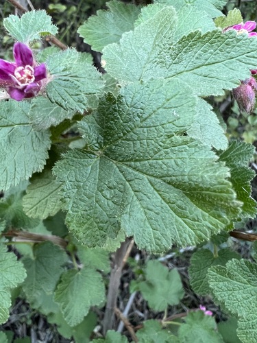 Ribes malvaceum (Chaparral Currant) (alternate view 8)