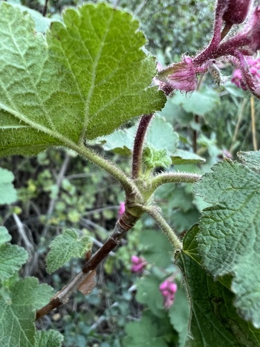 Ribes malvaceum (Chaparral Currant) (alternate view 10)