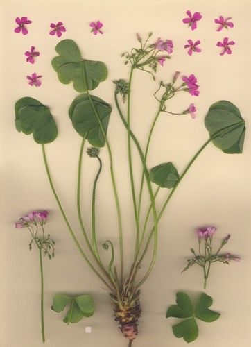 Oxalis articulata (pink-sorrel)