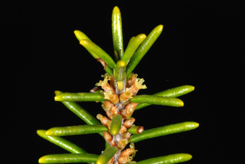 Ceratiola ericoides (Florida rosemary)