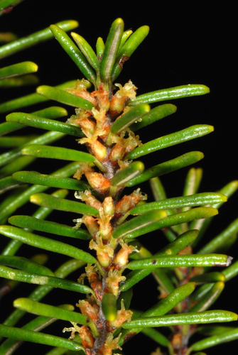 Ceratiola ericoides (Florida rosemary) (alternate view 2)