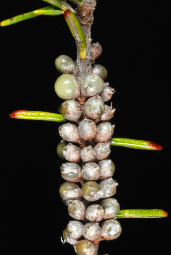 Ceratiola ericoides (Florida rosemary) (alternate view 3)