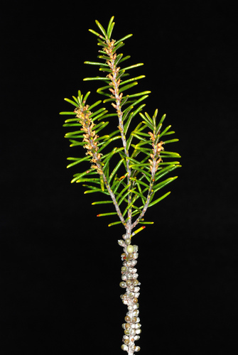 Ceratiola ericoides (Florida rosemary) (alternate view 4)