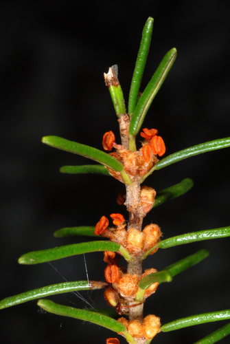 Ceratiola ericoides (Florida rosemary) (alternate view 5)