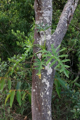 Thaumatophyllum (alternate view 3)