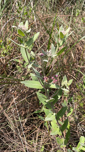 Pluchea baccharis (Rosy Camphorweed) (alternate view 5)
