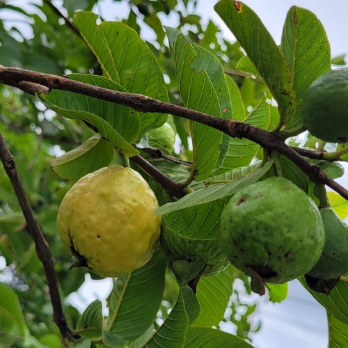 Psidium (guavas) (alternate view 2)
