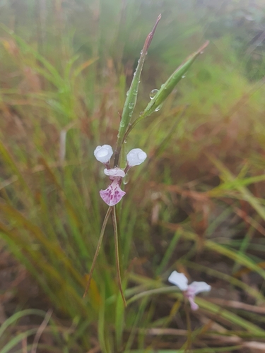 Diuris (Double Tails)