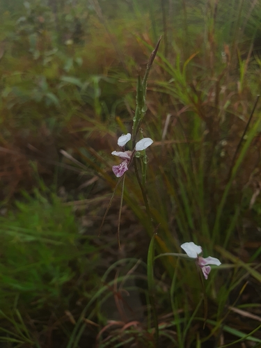 Diuris (Double Tails) (alternate view 2)