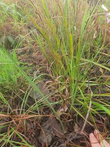 Diuris (Double Tails) (alternate view 3)