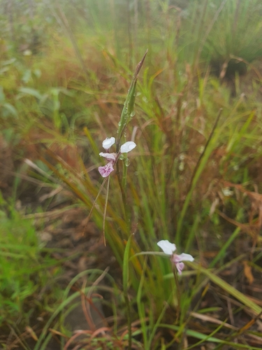 Diuris (Double Tails) (alternate view 4)