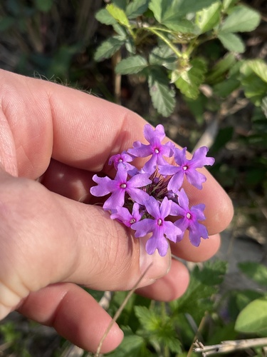 Glandularia canadensis (rose vervain) (alternate view 3)