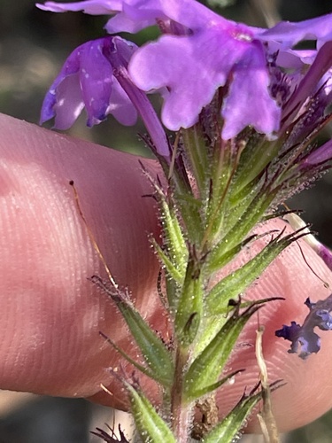Glandularia canadensis (rose vervain) (alternate view 4)