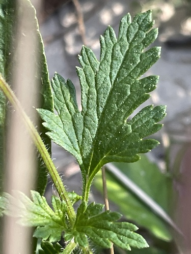 Glandularia canadensis (rose vervain) (alternate view 5)