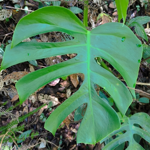 Monstera deliciosa (Swiss Cheese Plant) (alternate view 5)