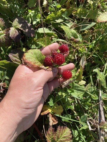 Rubus parvifolius (small-leaf bramble) (alternate view 8)