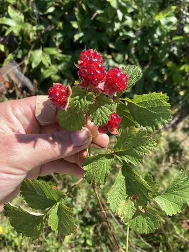 Rubus parvifolius (small-leaf bramble) (alternate view 9)