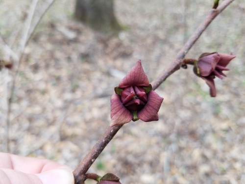 Asimina × piedmontana (alternate view 3)
