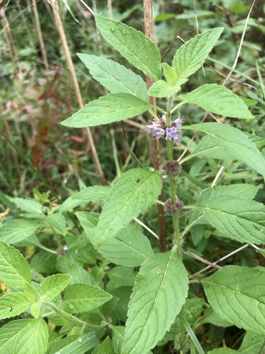 Mentha canadensis (Wild Mint) (alternate view 3)