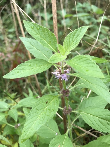 Mentha canadensis (Wild Mint) (alternate view 4)