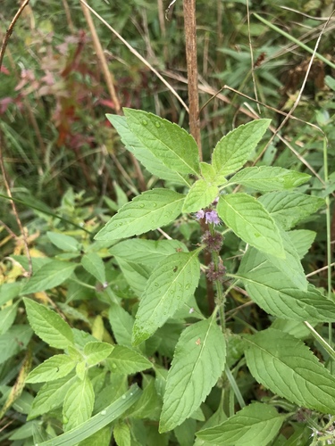 Mentha canadensis (Wild Mint) (alternate view 5)