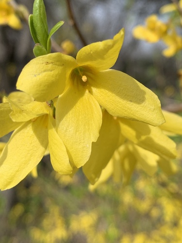 Forsythia suspensa (Golden-bell) (alternate view 2)