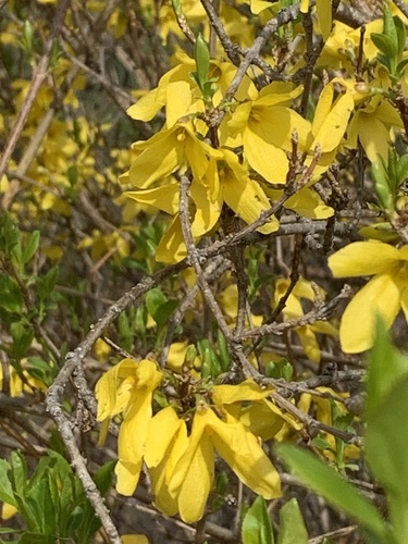 Forsythia suspensa (Golden-bell) (alternate view 3)