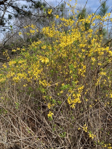 Forsythia suspensa (Golden-bell) (alternate view 4)