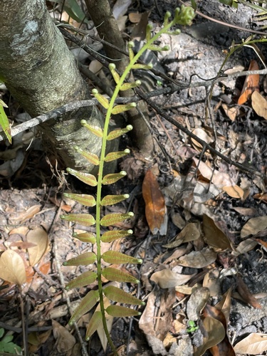 Telmatoblechnum serrulatum (toothed midsorus fern) (alternate view 4)