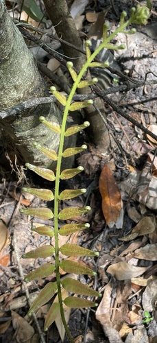 Telmatoblechnum serrulatum (toothed midsorus fern) (alternate view 5)