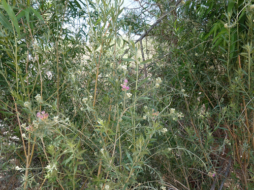 Pluchea sericea (arrowweed)