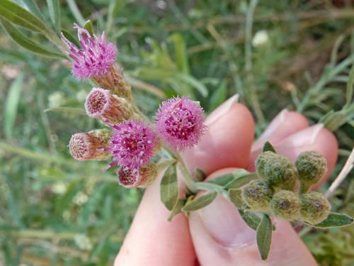 Pluchea sericea (arrowweed) (alternate view 2)