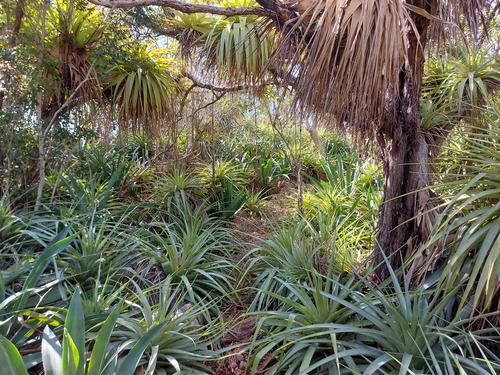 Tillandsia utriculata (giant airplant) (alternate view 3)