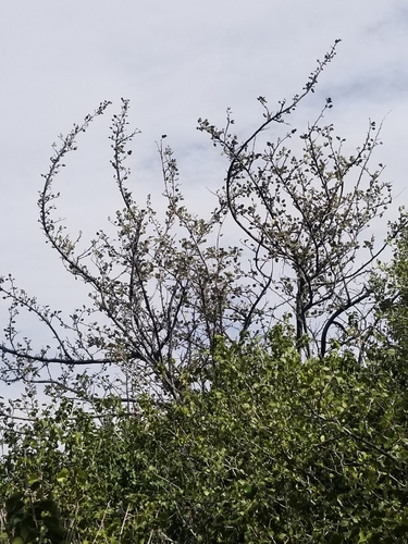 Fremontodendron californicum (California flannelbush)