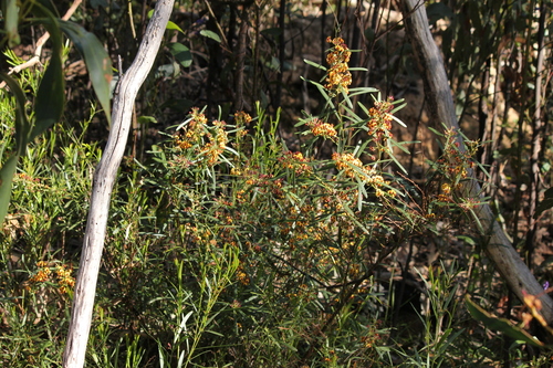 Daviesia leptophylla (narrow-leaf bitter-pea) (alternate view 10)
