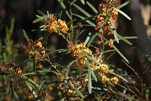 Daviesia leptophylla (narrow-leaf bitter-pea) (alternate view 9)