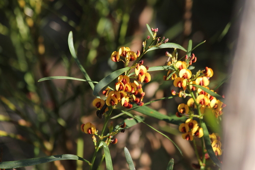 Daviesia leptophylla (narrow-leaf bitter-pea) (alternate view 8)