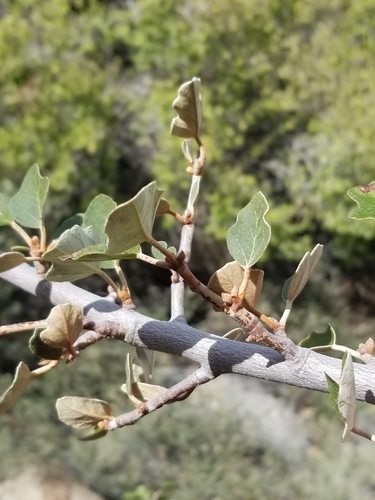 Fremontodendron californicum (California flannelbush) (alternate view 2)