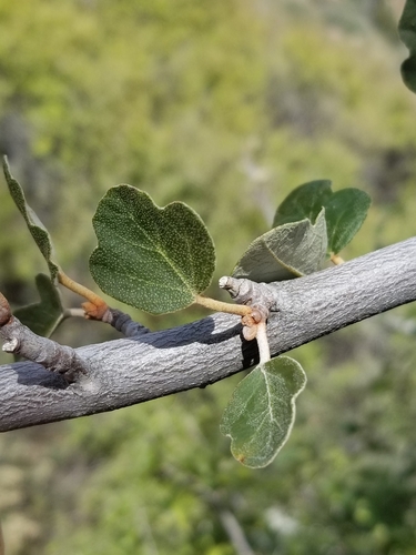 Fremontodendron californicum (California flannelbush) (alternate view 3)