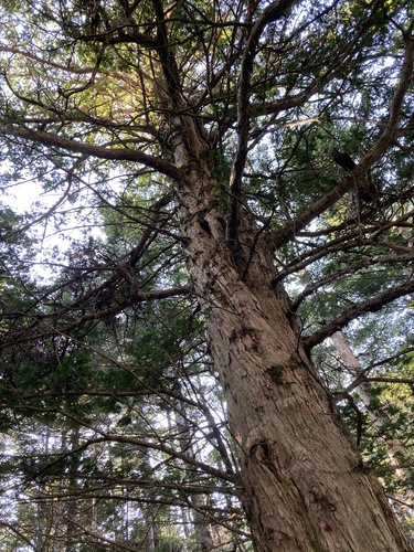 Taxus cuspidata (Japanese yew) (alternate view 8)