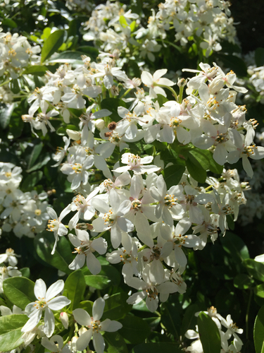 Choisya ternata (Mexican Orange Blossom)